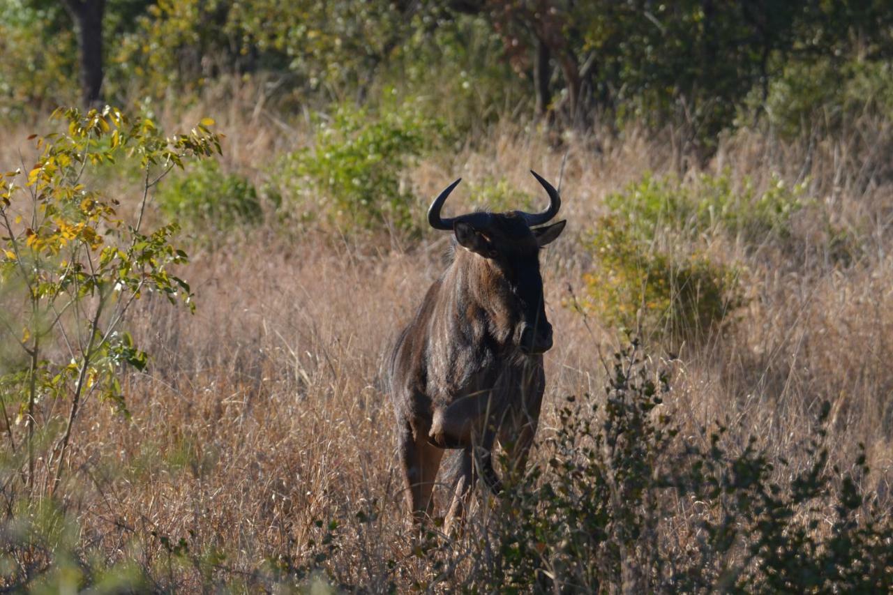 Mzsingitana Tented Camp Hoedspruit Zewnętrze zdjęcie