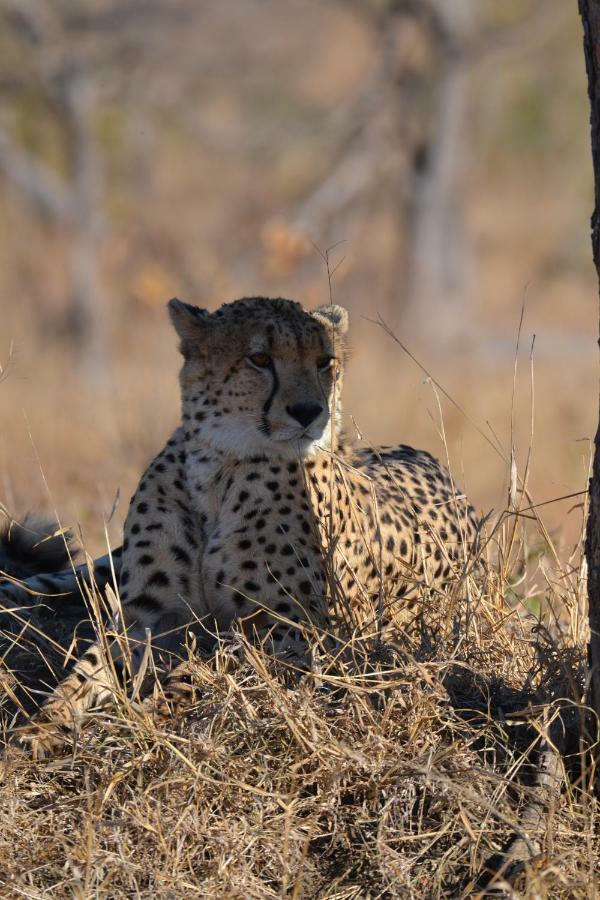 Mzsingitana Tented Camp Hoedspruit Zewnętrze zdjęcie