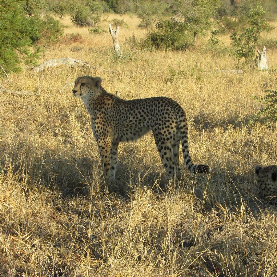 Mzsingitana Tented Camp Hoedspruit Zewnętrze zdjęcie