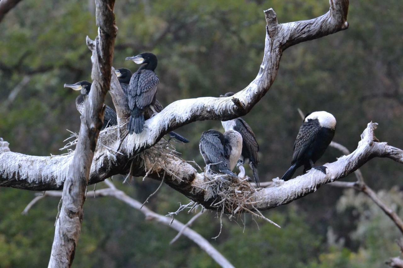 Mzsingitana Tented Camp Hoedspruit Zewnętrze zdjęcie