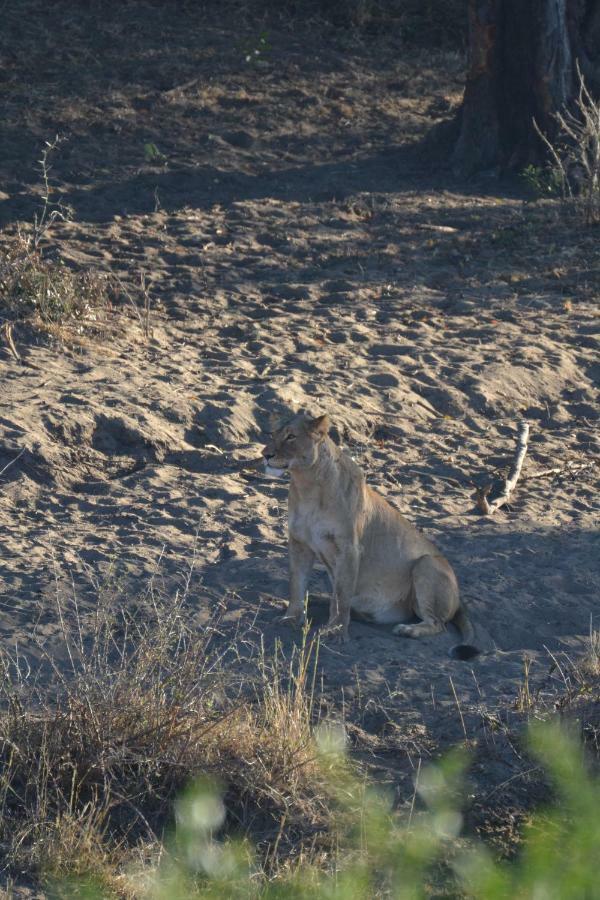 Mzsingitana Tented Camp Hoedspruit Zewnętrze zdjęcie