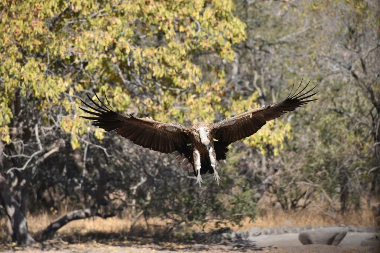 Mzsingitana Tented Camp Hoedspruit Zewnętrze zdjęcie