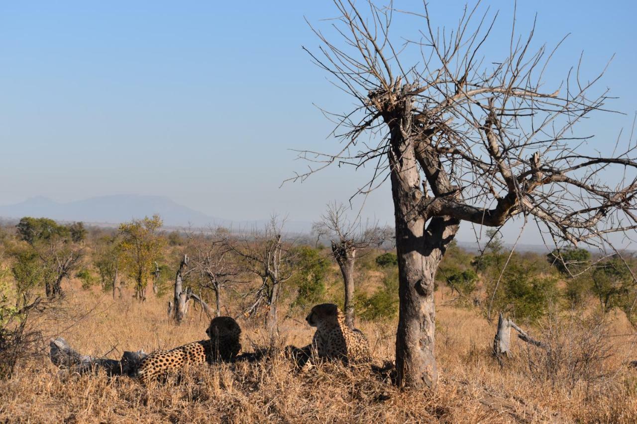 Mzsingitana Tented Camp Hoedspruit Zewnętrze zdjęcie