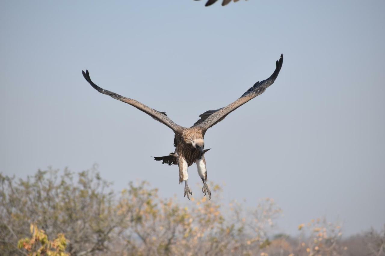 Mzsingitana Tented Camp Hoedspruit Zewnętrze zdjęcie