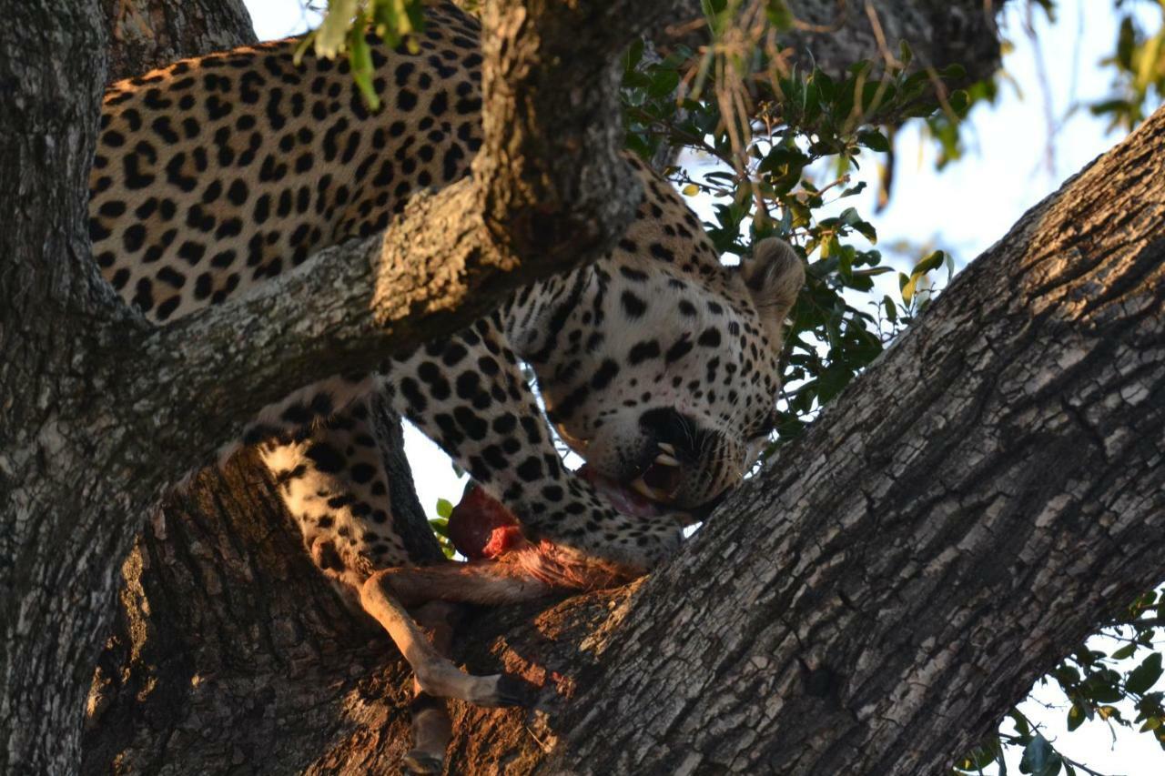 Mzsingitana Tented Camp Hoedspruit Zewnętrze zdjęcie
