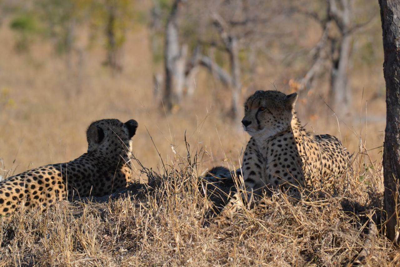 Mzsingitana Tented Camp Hoedspruit Zewnętrze zdjęcie