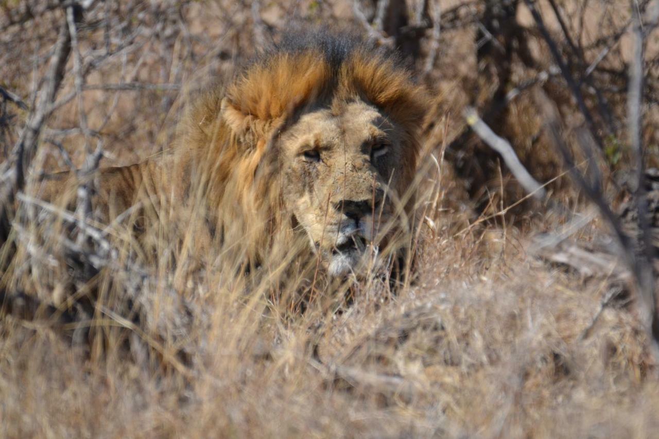 Mzsingitana Tented Camp Hoedspruit Zewnętrze zdjęcie
