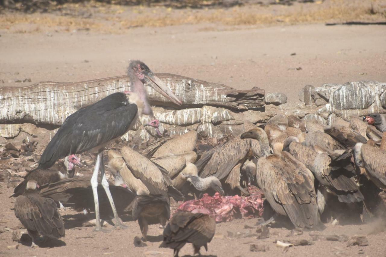 Mzsingitana Tented Camp Hoedspruit Zewnętrze zdjęcie